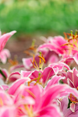 Mass of Vibrant Pink Lilies with White Edges and Golden Stamens
