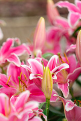 Obraz premium Mass of Vibrant Pink Lilies with White Edges and Golden Stamens