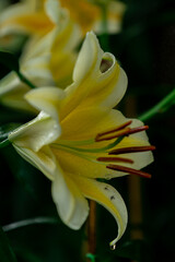 Bright Yellow Lily with Water Drops and Detailed Stamen