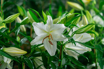 Bright Yellow Lily with Water Drops and Detailed Stamen