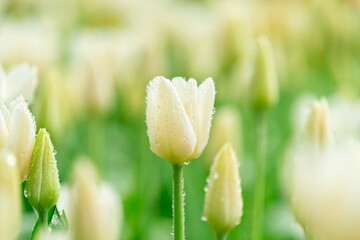 Bright Spring Tulip Garden: Fresh Pink, Red, and Yellow Blooms with Dew Drops