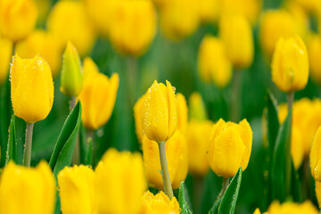 Bright Spring Tulip Garden Yellow Blooms with Dew Drops