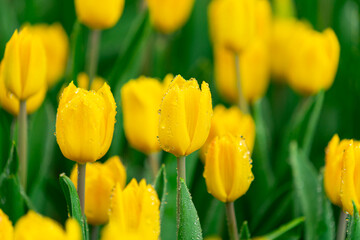 Bright Spring Tulip Garden Yellow Blooms with Dew Drops