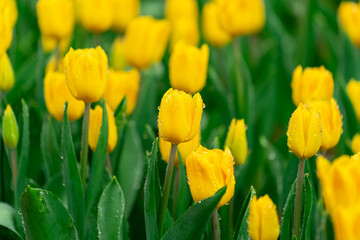 Bright Spring Tulip Garden Yellow Blooms with Dew Drops