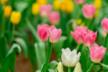 Bright Spring Tulip Garden Fresh Pink, Red, and Yellow Blooms with Dew Drops