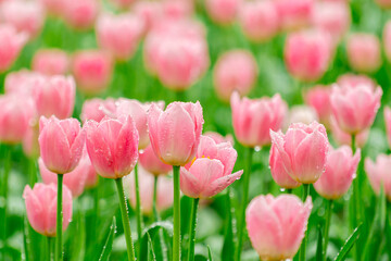 Bright Spring Tulip Garden Fresh Pink Blooms with Dew Drops