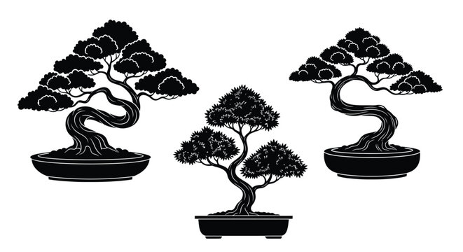 Elegant bonsai trees in decorative pots arrangement