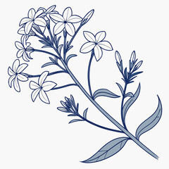 blue star amsonia with leaves