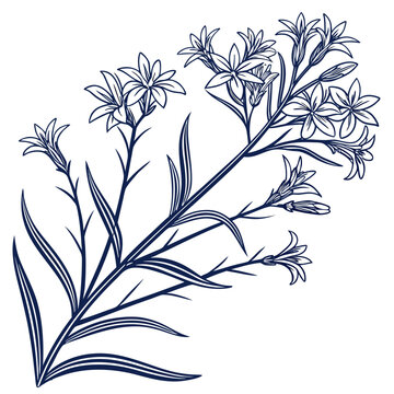 blue star amsonia vector