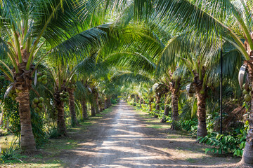 many coconut trees and green coconuts bunch in garden and soil road for fresh coconut milk or water...