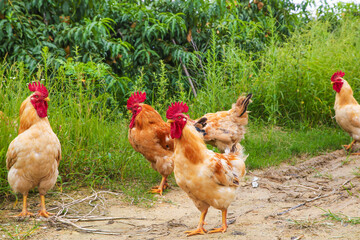 Free-Range Chickens on Farm Road with Green Vegetation