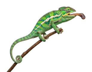 Chameleon catching prey in rainforest wildlife nature isolated on transparent background
