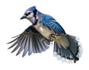 Blue jay bird in flight nature wildlife isolated on transparent background