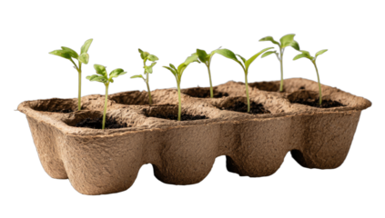 Seedlings sprout in a molded pulp tray, ready for growth