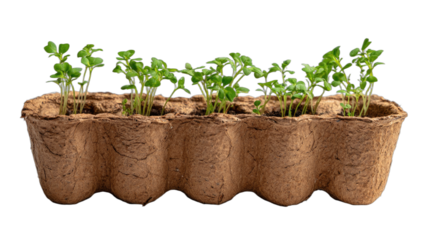 Young green seedlings sprout from a peat pot, ready for transplanting