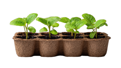 Young seedlings sprout from a peat tray, ready for planting