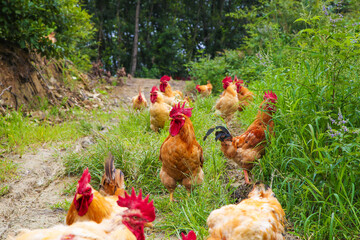 Free-Range Chickens on Farm Road in Rural Countryside