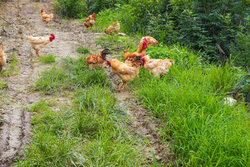 Free-Range Chickens Walking on Deserted Farm Road