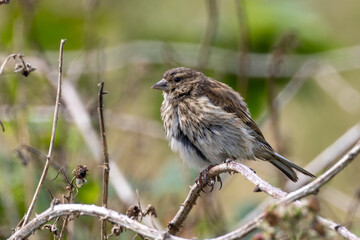 Juvenile Linnet (Linaria cannabina) - Common in farmland heath and coastal scrub across Europe