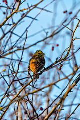 Yellowhammer (Emberiza citronella) - Common in farmland and hedgerows across Europe