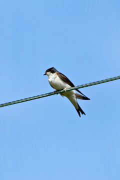 House Martin (Delichon urbicum) - Common around buildings and open countryside across Europe