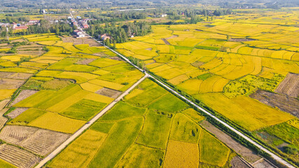 Aerial Rice Paddy Fields with Farmhouse and Irrigation Canal