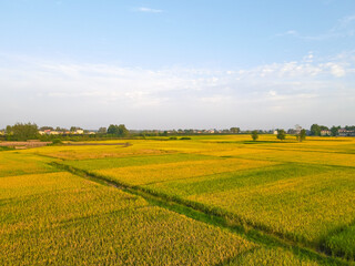 Golden Rice Fields Growing Naturally with Farmhouse - Aerial Photo