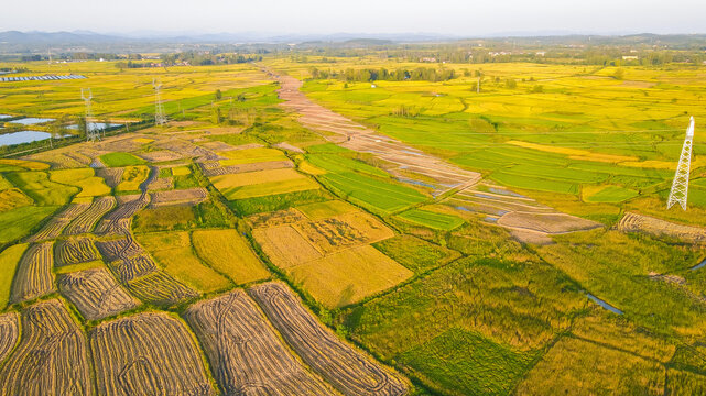 Aerial View of Golden Rice Fields Growing Naturally with Farmhouse