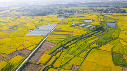 Aerial View of Golden Rapeseed Fields with Farmhouse