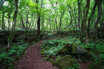 old wild forest and fine path