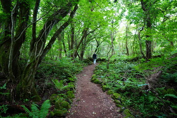 old wild forest and fine path
