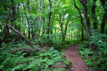 summer path through dense ferns