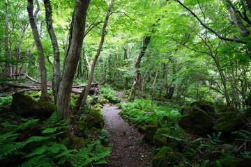 fine summer path in the gleaming sunlight
