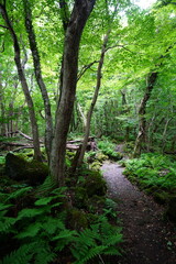fine summer path in the gleaming sunlight