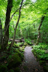 fine summer path in the gleaming sunlight