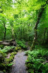 fine summer path in the gleaming sunlight