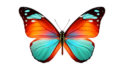 Colorful tropical butterfly symmetry detailed wings isolated on transparent background