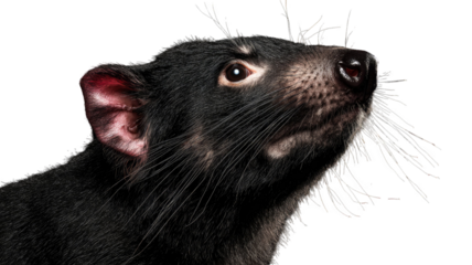 Close-up black cat with bright attentive eyes, lifted head, and detailed fur texture captured in sharp studio clarity isolated on white background.
