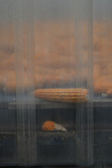 Yellow dried corn in the barn