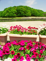 ペチュニアとチロリアンデージー咲くプランターのある初夏の21世紀の森と広場風景