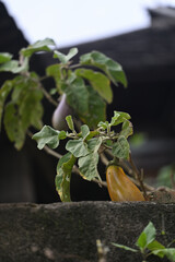 Eggplants that are growing and ripening