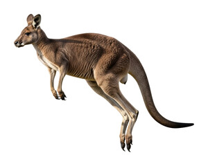 Kangaroo jumping in nature wildlife adventure isolated on transparent background
