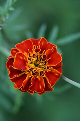 Red marigolds in full bloom