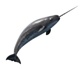 Narwhal swimming gracefully in the ocean marine life nature isolated on transparent background