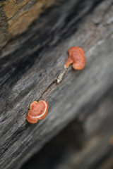 Orange-red cork fungus growing on dead wood