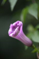 The purple-pink palm-leaf morning glory is in full bloom.