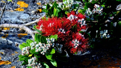 Beautiful red New Zealand Pohutukawa flowers blossoming during summer festive season in NZ Aotearoa