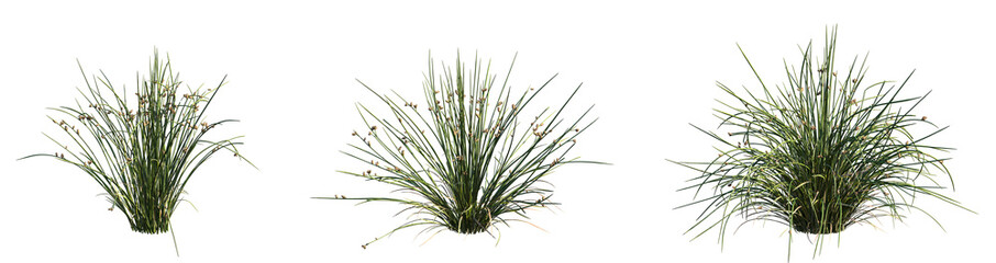 Fototapeta na wymiar Set of Juncus effusus (common names common rush or soft rush) isolated png on a transparent background perfectly cutout high resolution