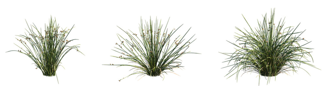 Set of Juncus effusus (common names common rush or soft rush) isolated png on a transparent background perfectly cutout high resolution