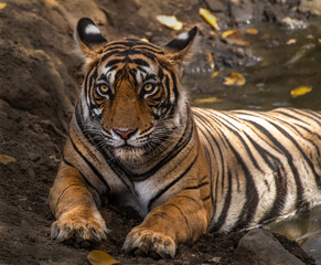 tiger in the wild Gir forest
